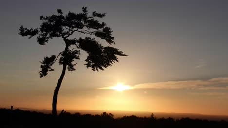 Lonely Tree at Sunset 4K CCBY NatureClip small